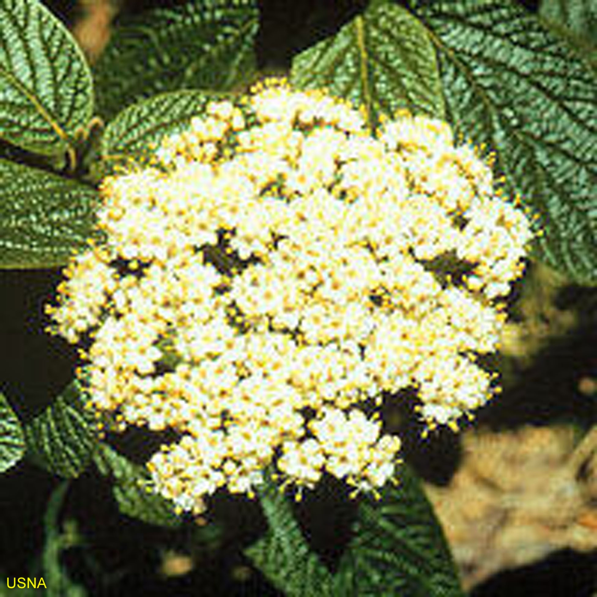 Online Plant Guide Viburnum x rhytidophylloides 'Alleghany